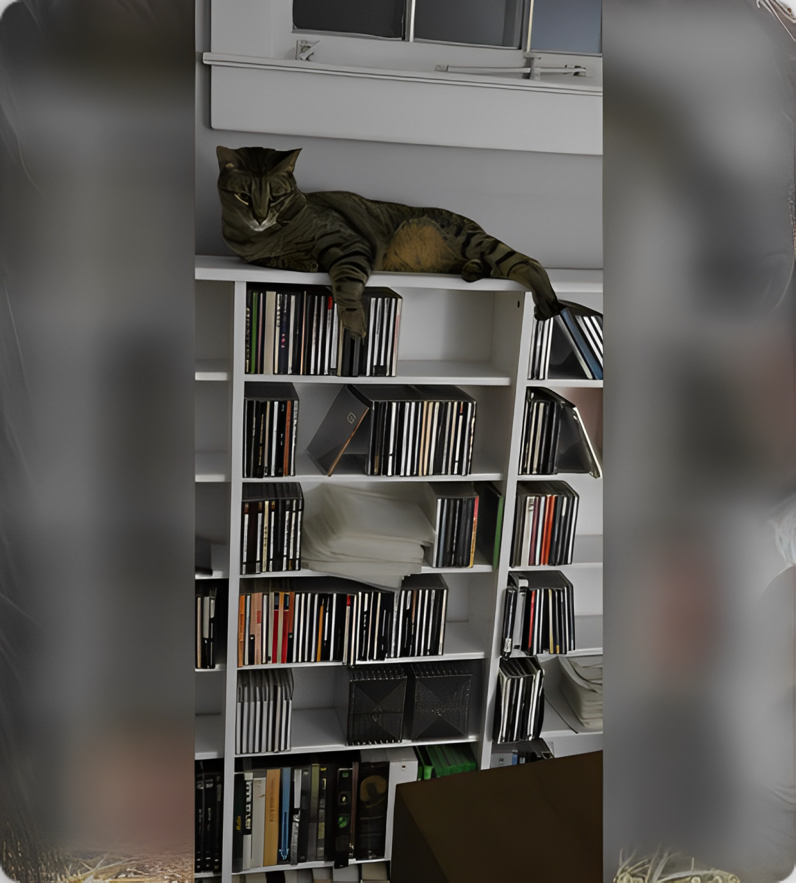 A cat sitting on top of a book shelf.