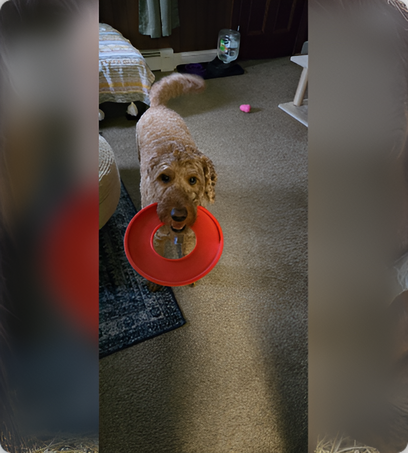 A dog with a frisbee in its mouth.