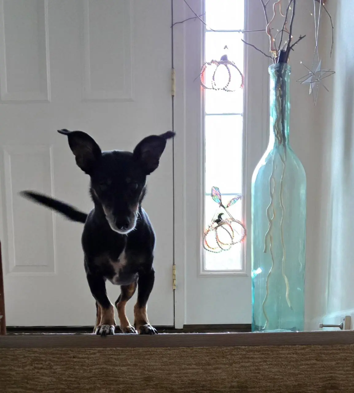A small black dog standing indoors near a glass vase and a door.