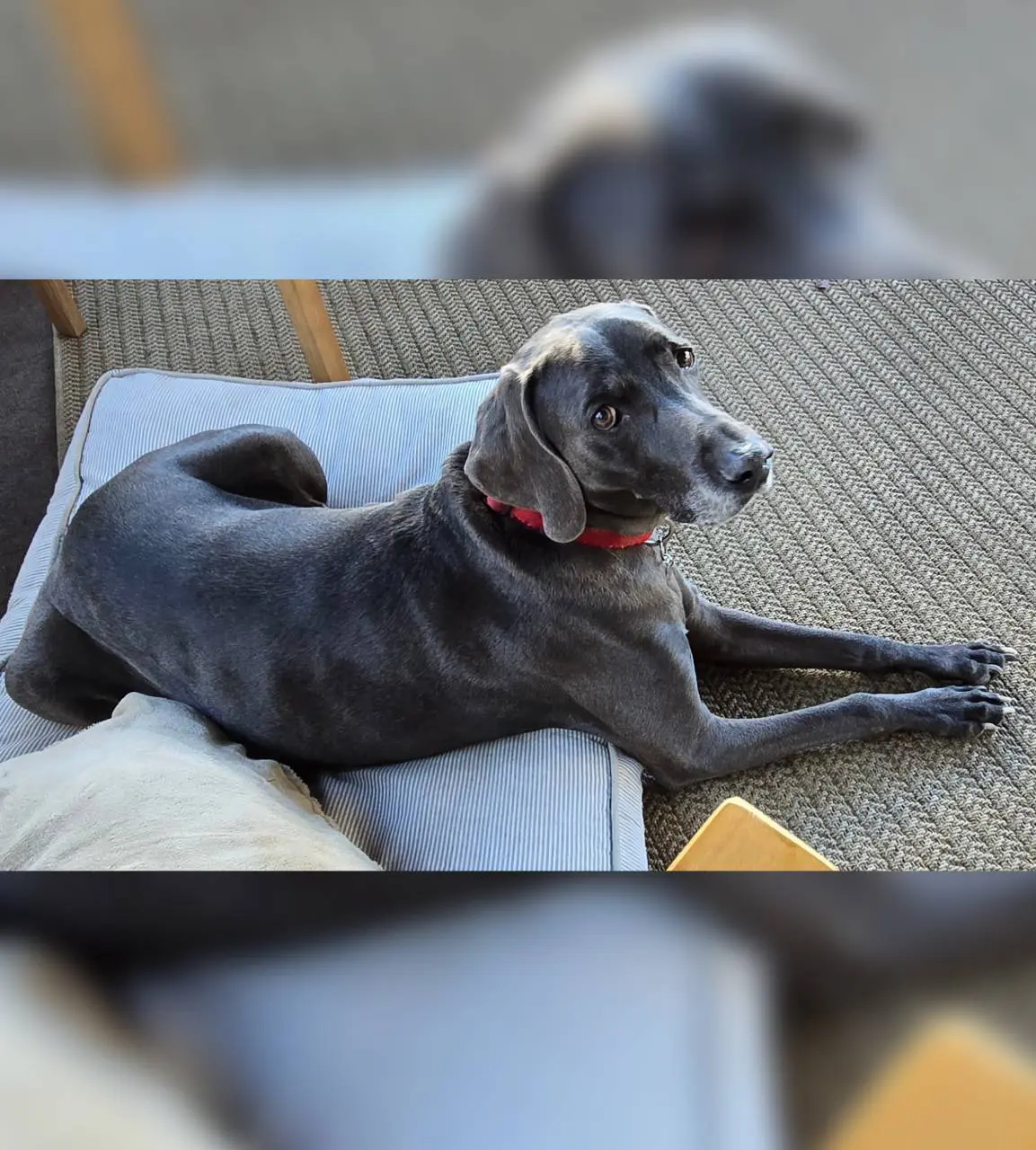 A gray dog with a red collar lying on a wicker chair.
