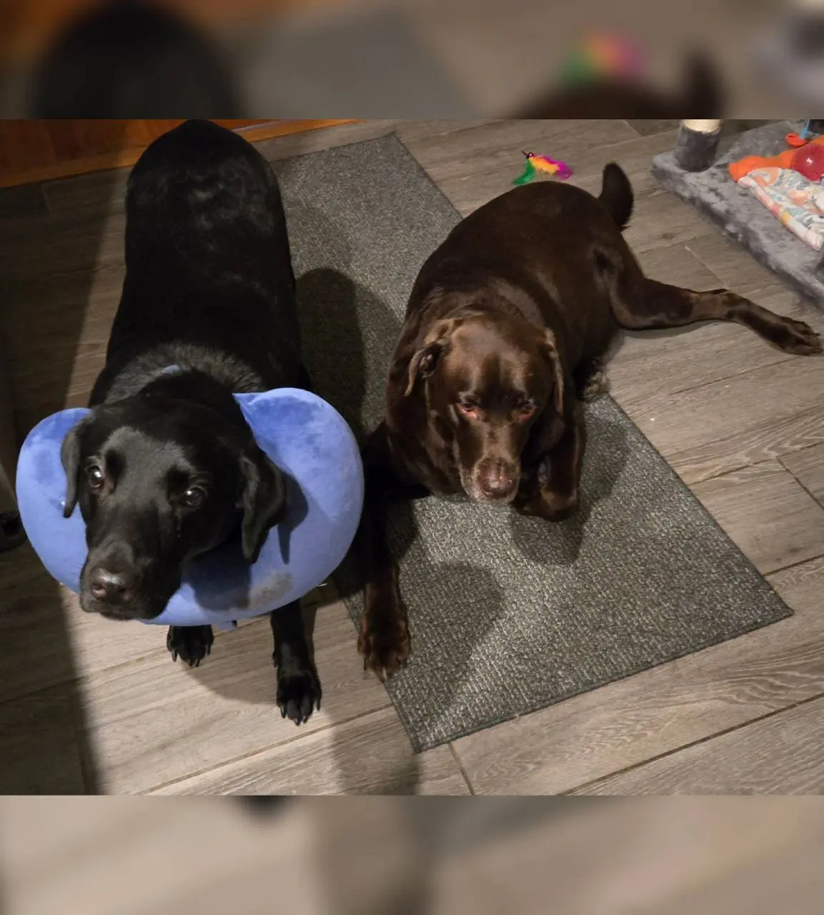 Two dogs resting on a rug indoors, one wearing a blue inflatable collar.