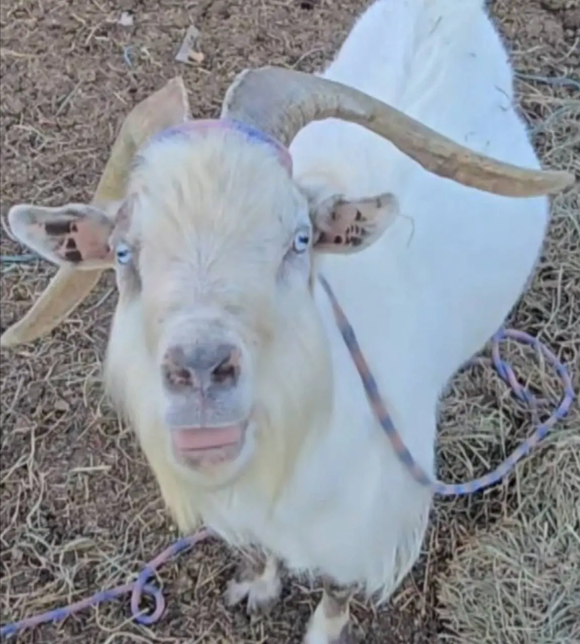 A close-up of a white goat with curved horns and a rope around its neck.