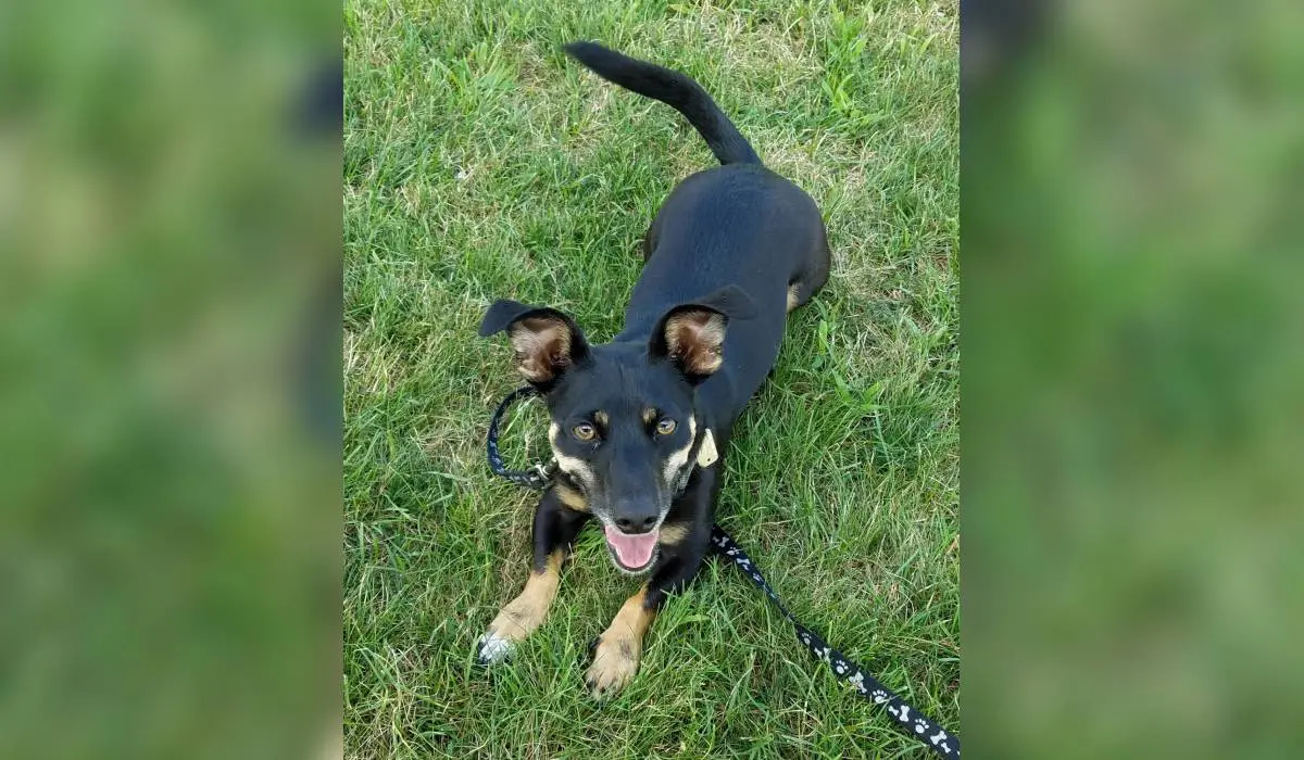 A happy black and tan dog lying on green grass with its tongue out.