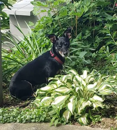A black dog sitting in a green garden beside variegated plants.